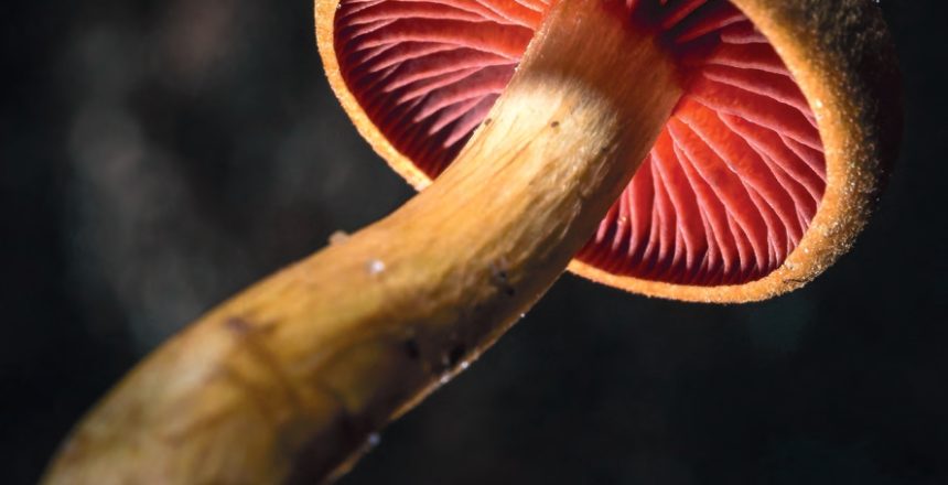 Prog_musees_juin_dec_page-0001