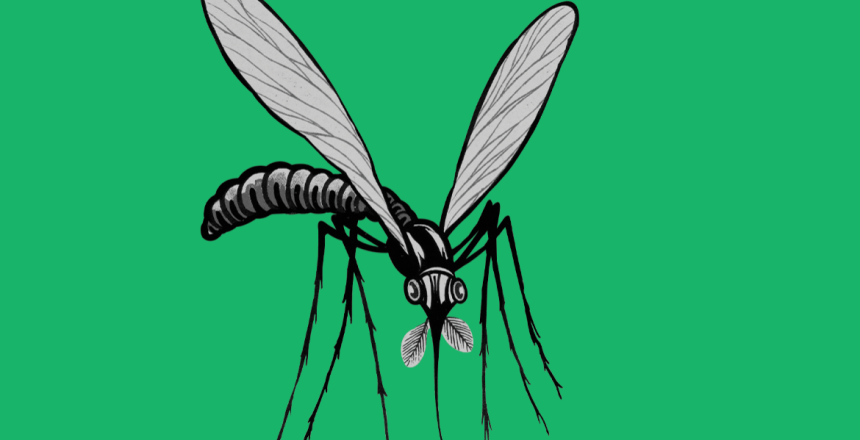 moustique